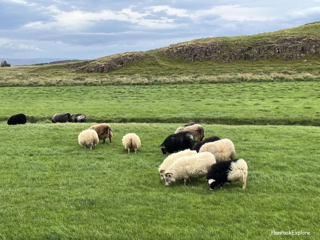 Sheep on the path to Hrunalaug Hot Spring in Iceland.