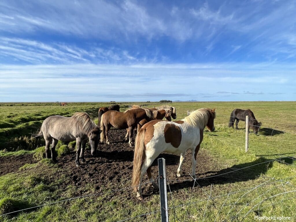 Icelandic horses along rt. 1 (the Ring Road) on the South Coast of Iceland.
