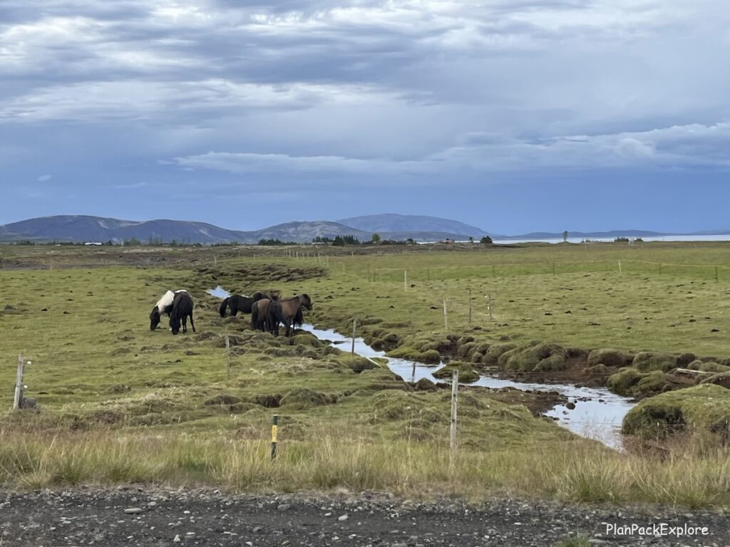 Icelandic horses on a pasture along the Ring Road.