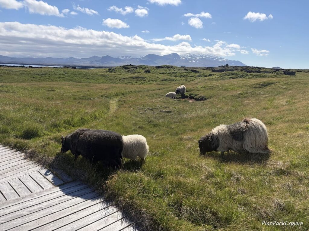 Sheep grazing on the grass on Snaefellsnes Peninsula in Iceland.