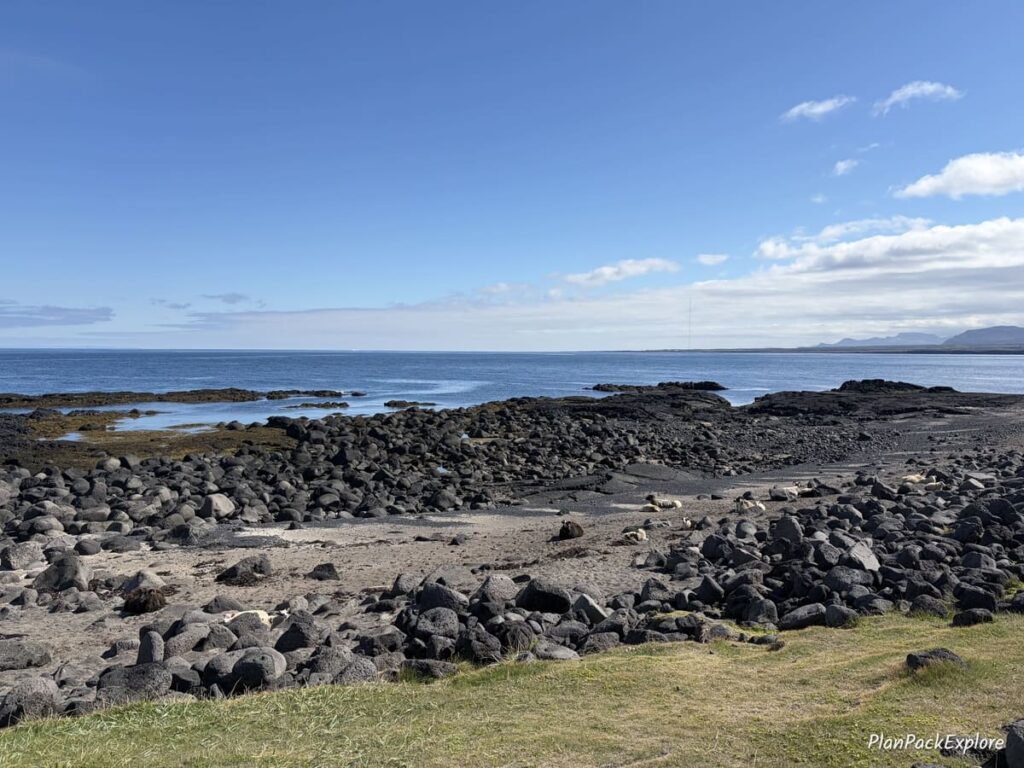 Sheep on resting between rocks on the shore of Snaefellsnes Peninsula in Iceland.