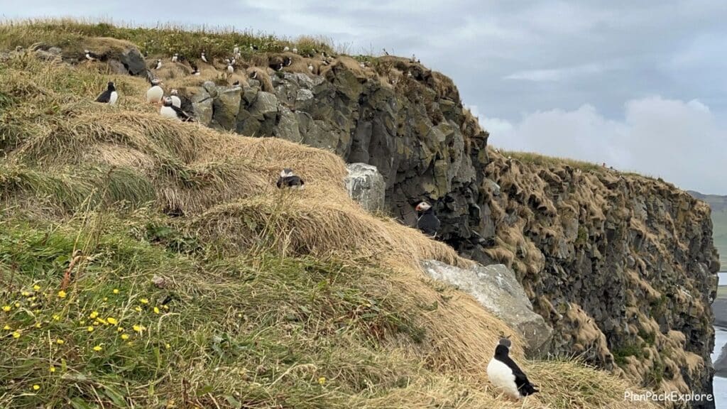 Puffins at Dyrholaey Cliffs.