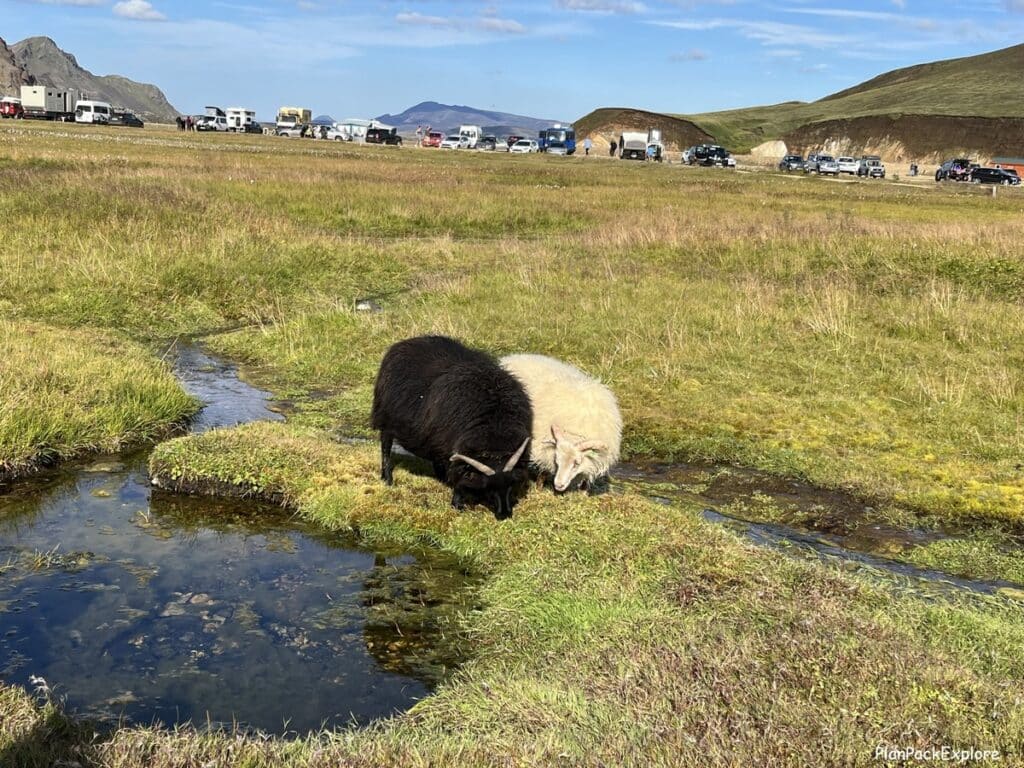 Sheep near Landmannalaugar hot springs, called People's Pool.