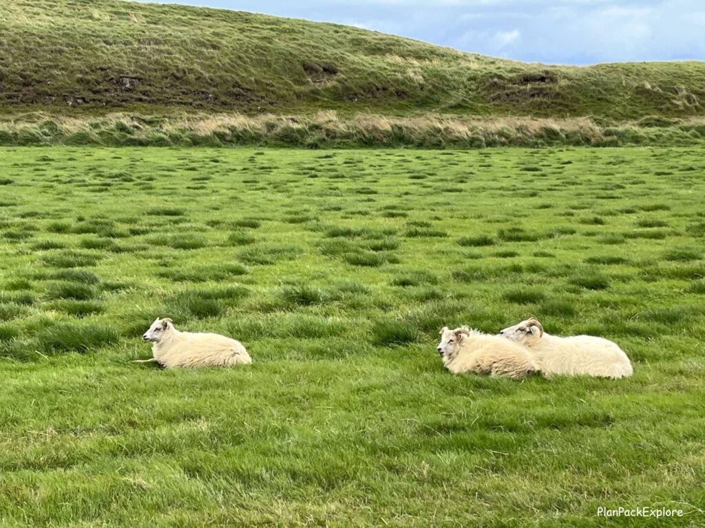 Sheep near Hrunalaug hot spring in Iceland a natural small hot pool in a green valley. 3 sheep laying in the grass.
