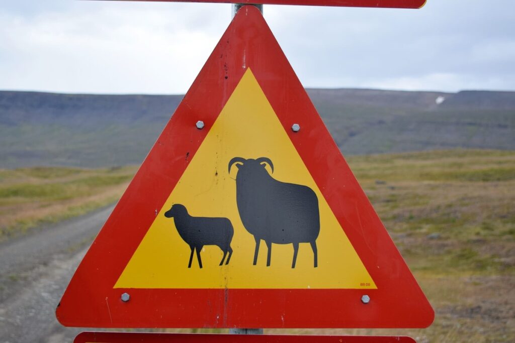 sheep warning sign in Iceland.