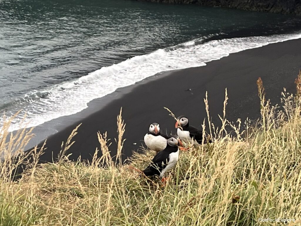 Puffins on a cliff in Iceland, with a black sand beach in the background.