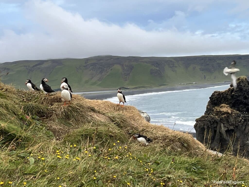 Puffins, one flying, sitting on the cliffs in Iceland.