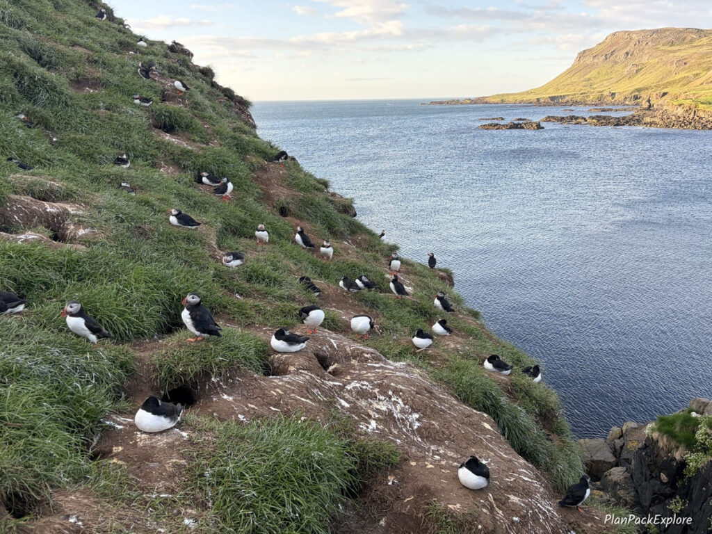 A group of puffins on a grassy cliff at Borgarfjordur Eystri in Iceland.