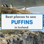 A group of puffins is perched on grassy cliffs overlooking the ocean in Iceland, with additional puffins visible on rocky outcrops nearby.