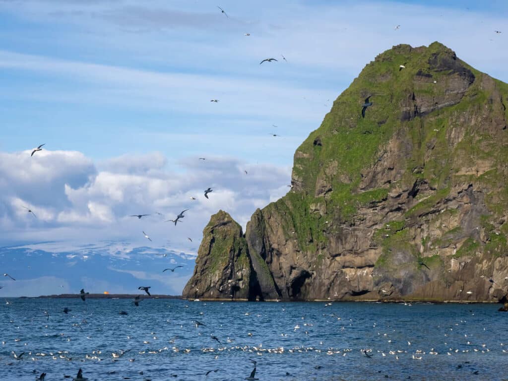 Puffins on the cliffs of Westman Islands in Iceland.