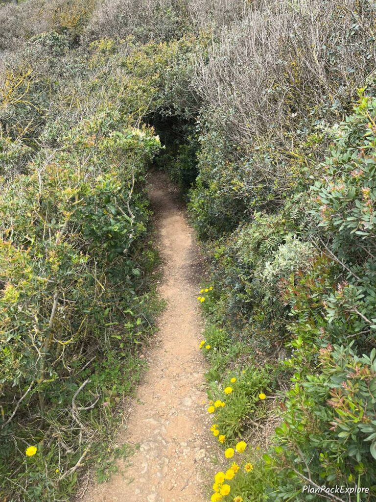 A narrow dirt path surrounded by overgrown shrubs on the trail of the headlands in the algarve, portugal.