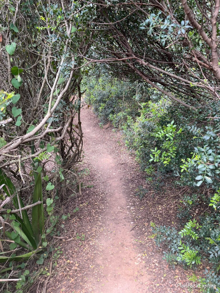 A narrow dirt path surrounded by overgrown branches on the trail of the headlands in the algarve, portugal.