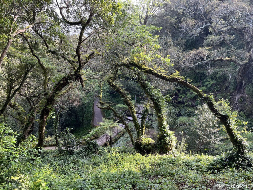 A view of a path through the leaning trees of the park at Monserrate palace in sintra portugal.