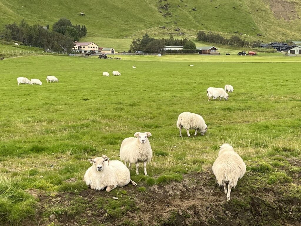 A group of sheep grazing and sitting in the grass near a mountain in Iceland.