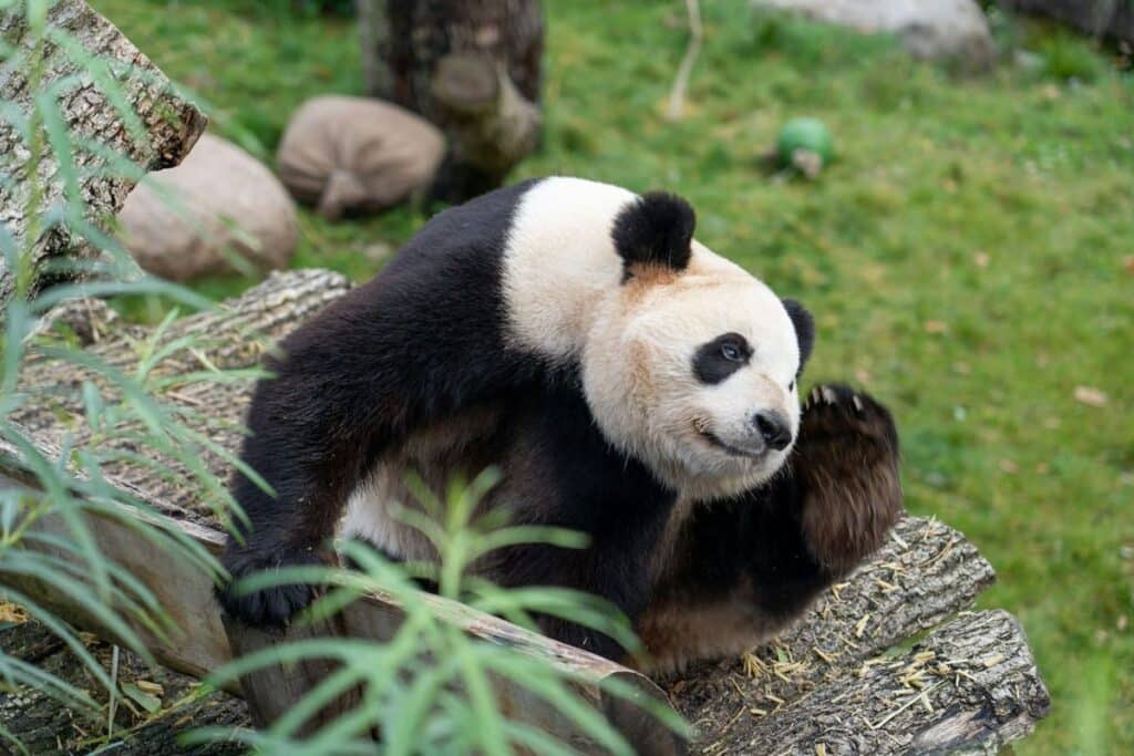 A panda in a Copenhagen zoo.