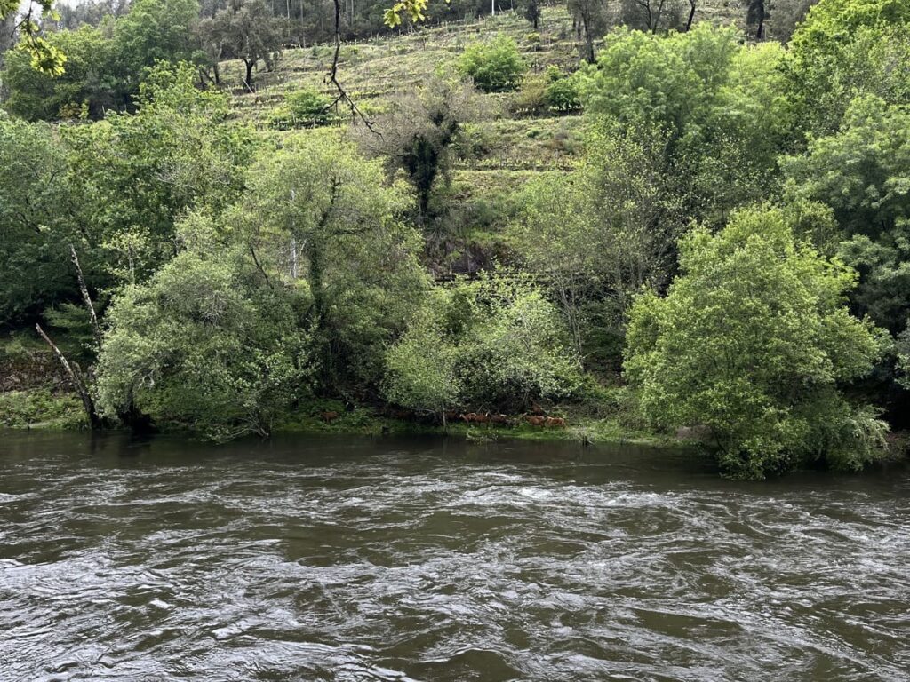 A herd of brown goats on the riverbank along the Paiva Walkways trail in Portugal.