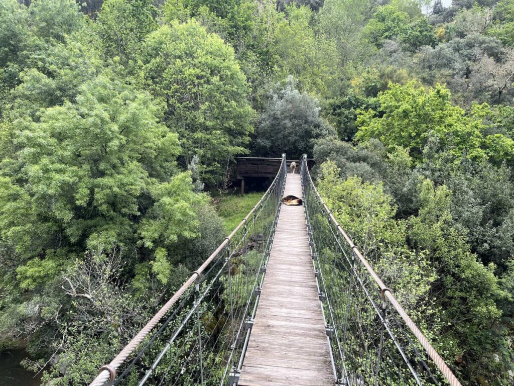 Two dogs resting on a small suspension bridge over the river on Paiva Walkways trail in Portugal
