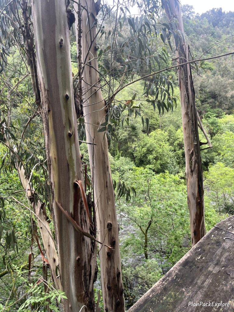 Eucalyptus trees along Paiva walkways in Portugal.