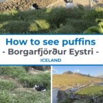 A collage of images highlighting puffins in Borgarfjörður Eystri, featuring scenes of the birds on grassy cliffs and by the coastline, with a boat harbor and hills in the background.
