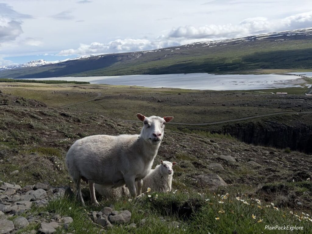 Two sheep in a field next to a hiking trail to Hengifoss waterfall in Iceland.