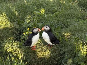 Two puffins facing each other on a grassy cliff at Borgarfjordur Eystri in Iceland.