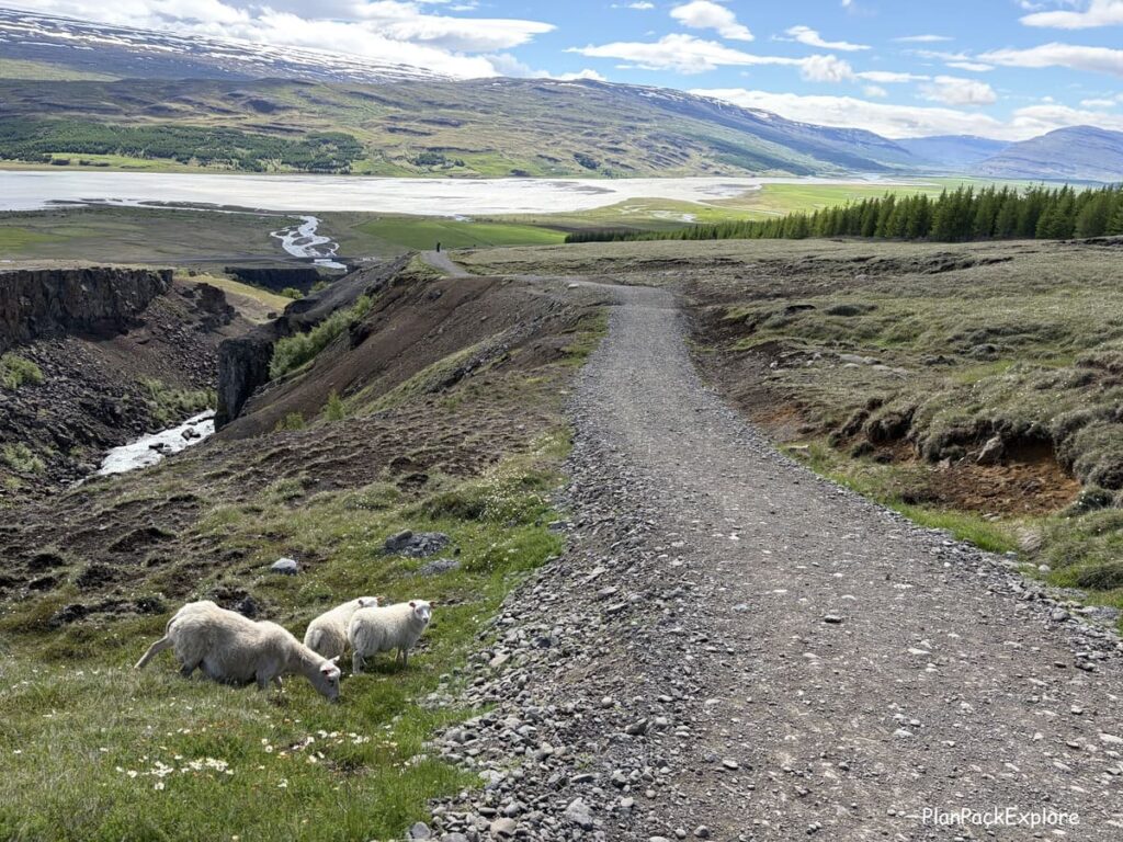 A view of a gravel path, mountains, a lake and sheep near the hiking trail to Hengifoss waterfall in Iceland.