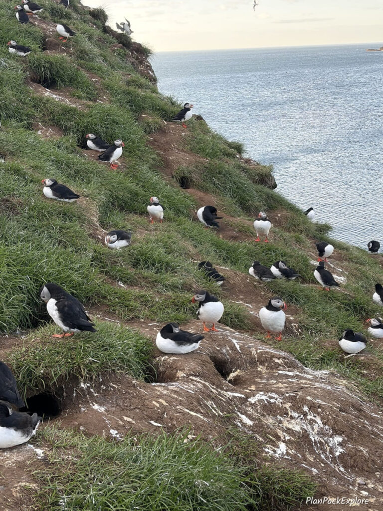 A group of puffins on a grassy cliff at Borgarfjordur Eystri in Iceland.