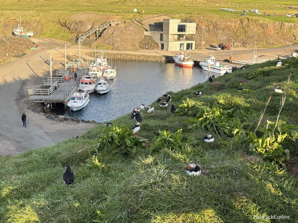 A group of puffins on a hill near the fjord and a marina at Borgarfjordur Eystri in Iceland.