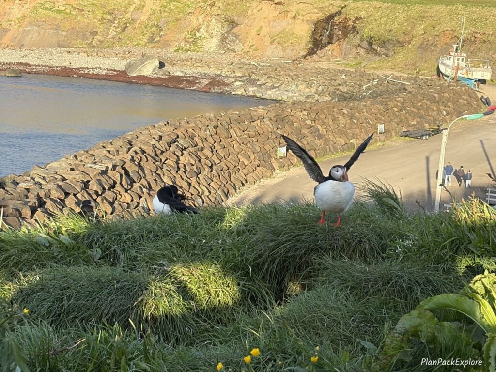 A puffin getting ready to fly on a grassy hill at Borgarfjordur Eystri in Iceland.