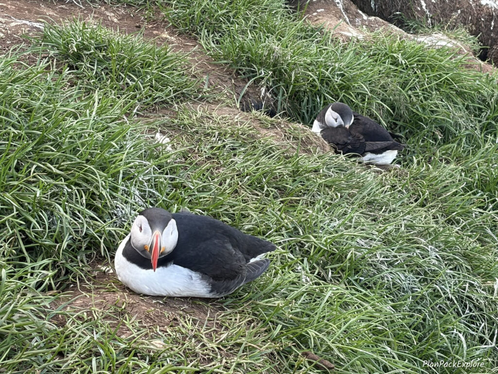 Two puffins resting on a grassy hill at Borgarfjordur Eystri in Iceland.