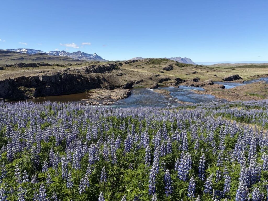 A view of a river among a lava field and a field of lupines on the Silver Circle in Iceland.