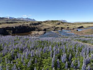 A view of a river among a lava field and a field of lupines on the Silver Circle in Iceland.