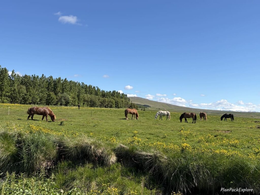 Horses on a pasture at the Sturlureykir Visiting Horse Farm on the Silver Circle in Iceland.
